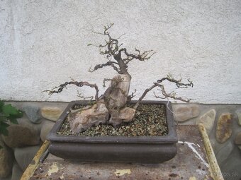 bonsai,bonsaj-hrab 15 - 8