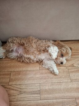 Predám psíka Maltipoo - 8