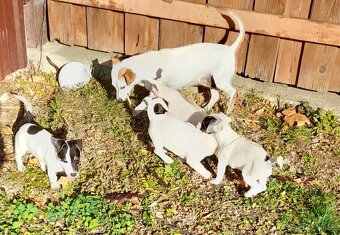 Jack Russell teriér - 8