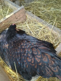 Predám násadove vajíčka. - 8