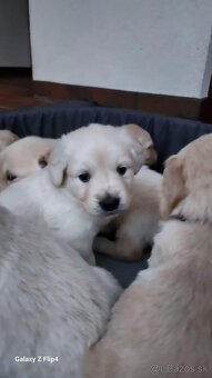 Zlatý retriever - 8