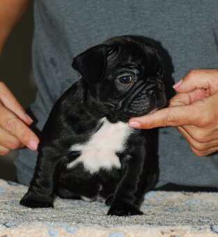 Francúzsky buldoček s PP, FCI - 8