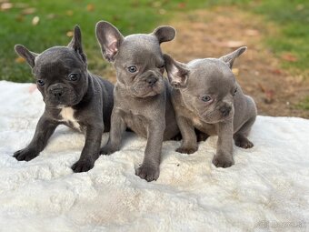 Francúzsky buldoček - 8