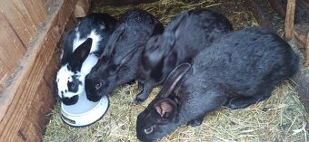 Predám 4 mesačne králiky - 8