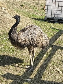 Pštros emu hnedy -mláďatá - 8