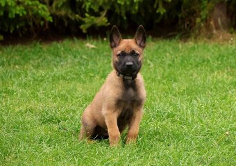 Belgický ovčák Malinois s PP po Edward Ad-Gür - 8