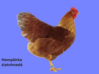 Predám 2 až 7 týždňové čistokrvné kurčatá. - 8