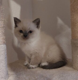 Britské mačiatka - 8