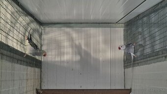 Alexander malý Chovné páriky r. 2021 - 8