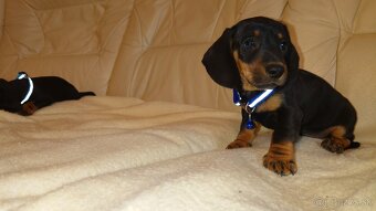 Jazvečik trpasličí hladkosrsty králičí psík - 8