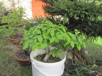 bonsai,bonsaj-hrab 5 - 8