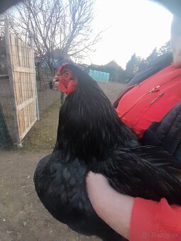 Brahmanka veľká - 8