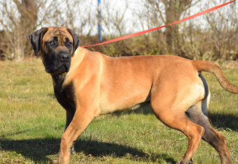 BOERBOEL BALLOTADA -2 FENY-10 MĚSÍCŮ-garance DKK,DLK,OCD - 8