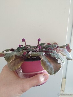 Panašovanu africká fialka (Saintpaulia variegata) - 8
