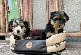 Yorkshire terrier - 8