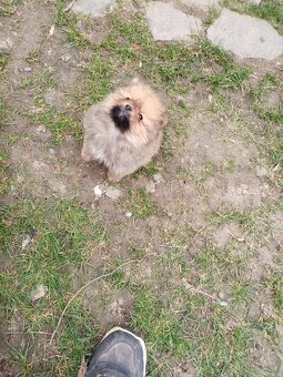 Oranžový špic - pomeranian - 8