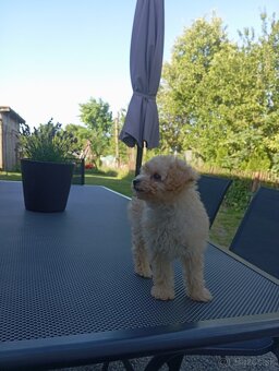 Pudel,trpasliči pudlik - 8