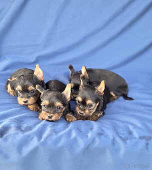 Yorkshirsky terier - 8