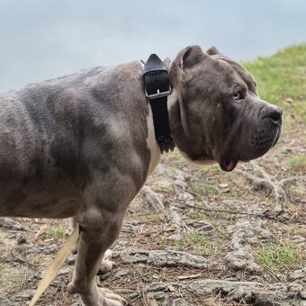 American bully xxl - 8