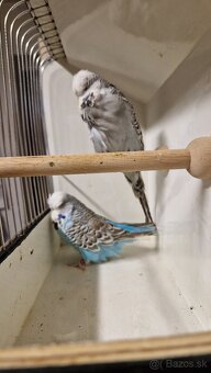 Vystavne Andulky - 8