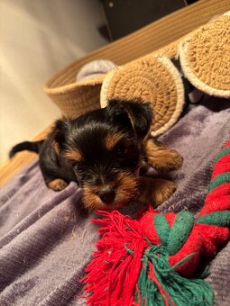Yorkshirsky terrier, yorkie, york - 8