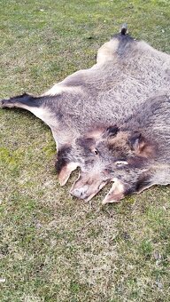 Predám vypracovanu kožu zlatého diviaka parožie zhody trofej - 8