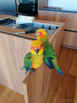 Alexander malý , aratinga slnečná KROTKY - 8