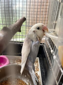 Agapornis fisher - 8