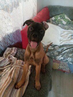 Bulmastif šteniatka🥰 - 8