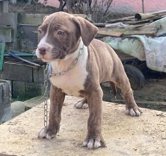 American Bully - 8