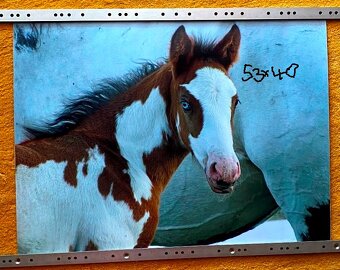 NHL kartičky, tapety koňov,... - 8