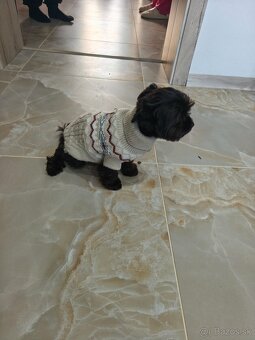 Black Yorkshire terrier - 8