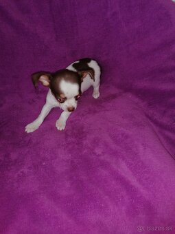 Čivava krátkosrstá - 8