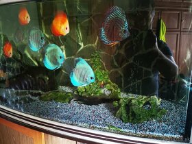 Akvarium komplet s rybami aj s prislusenstvom - 8
