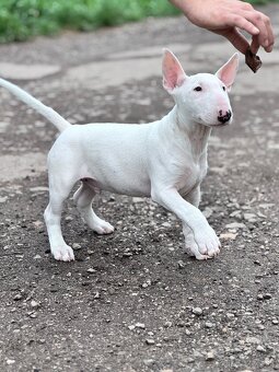 Miniatúrny bullterrier/ bullterier/bulterier - 8