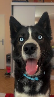 Husky / Border kólia - 8