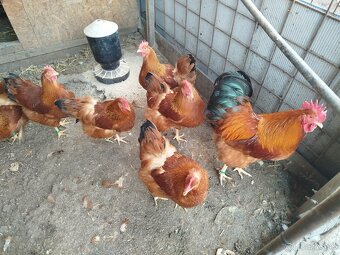 Nasadové vajcia hempšír - 8