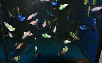 Spoločenské rybky dovoz 9.11 RK-BB - 8