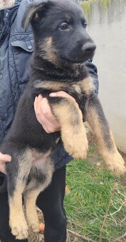 Nemecký ovčiak - 8