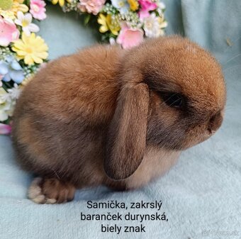 Zakrslé ( zdrobnené) králiky s VP mláďatká - 8