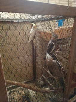 Predám korely aj andulky - 8