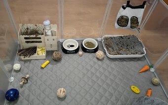 Zakrslý králik s ohradou - 8