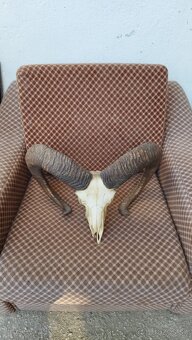 Predám trofej muflona parožie zhody trofeje - 8