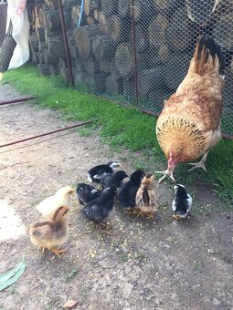 SLEPAČIE VAJCIA - 8