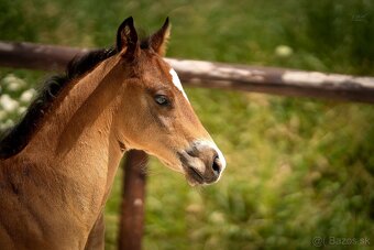 Bay hřebec American Quarter Horse s reiningovým původem - 8