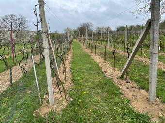 ZĽAVNENÉ • Na predaj vinohrad. domček s pivnicou a pozemkom - 8