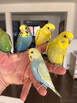 Andulka  mlada Maznačik - 8