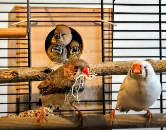 Zebricky maldý chovný pár - 8