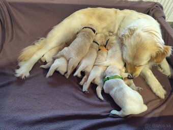Zlatý retriever šteniatka - 8