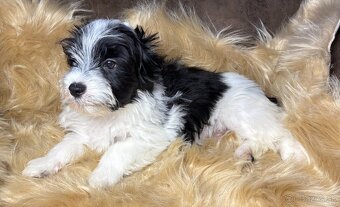 Biewer Yorkshire Terrier s PP - 8